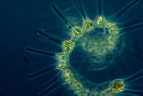 Phytoplankton is the foundation of the oceanic food chain (image credit: NOAA MESA Project)