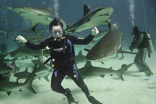 Nassau of Bahamas attracts tons of divers every year to witness a swarm of reef sharks in a feeding frenzy (image from http://aquaviews.net/)