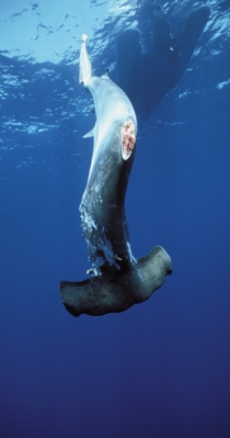 finned hammerhead shark (image from www.madmermaids.com)