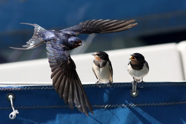 swallows (photo from www.permuted.org.uk) swallows (photo from www.permuted.org.uk)