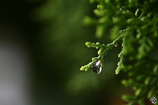 dew