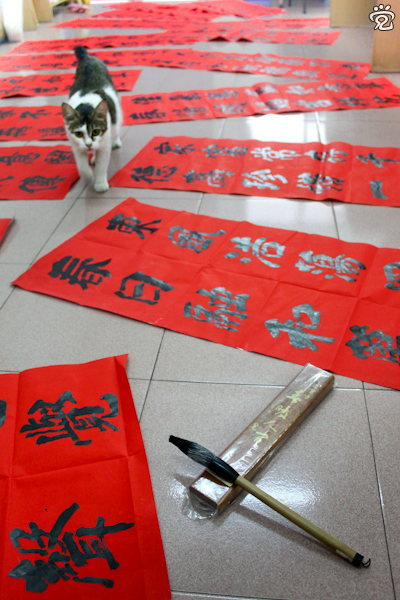 “八糟”(猫名)在春联中开跑了! “八糟”(猫名)在春联中开跑了!