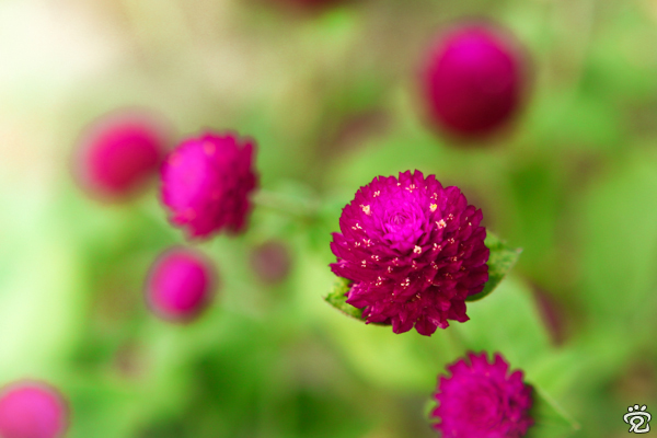 vibrance vibrance