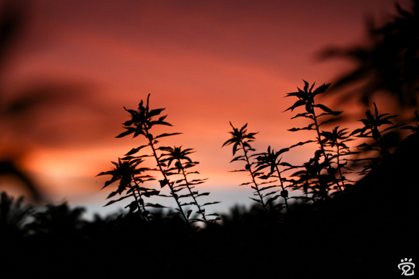 dusk dusk