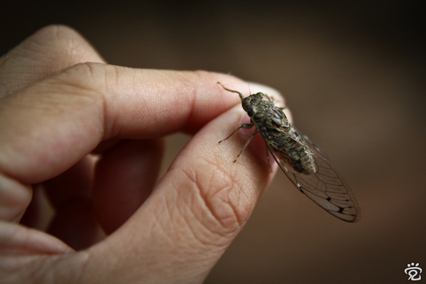 a cicada caught and released
