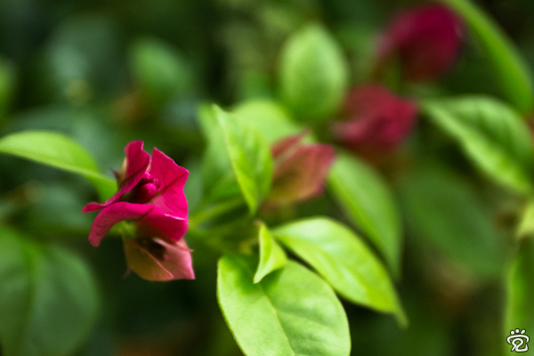 bougainvillea
