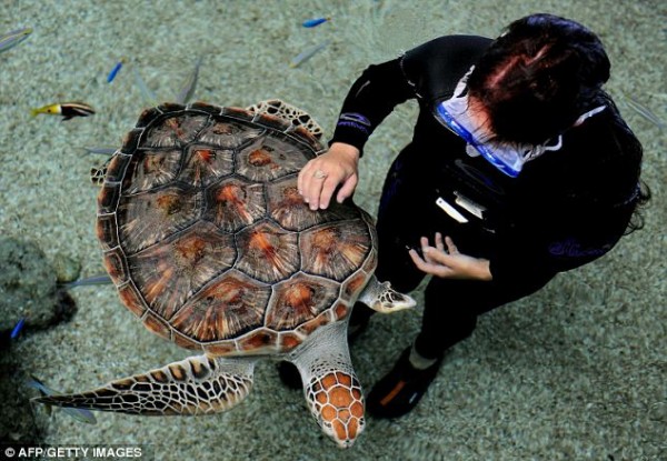 Restored to health: Sea Biscuit swims past handler Marina Tsamoulos in the tropical reef aquarium at Oceanworld Manly, north of Sydney
