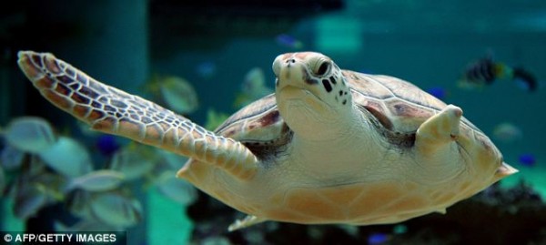 On the crest of a wave: Flipperless green sea turtle Sea Biscuit is able to swim and dive again after a two-year rehabilitation programmed in Manly, Australia