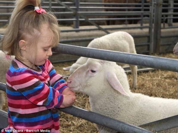 Hello, pet: Seven-year-old Ellie, who contracted meningitis in 2005, makes friends with the lambs during a day at a farm