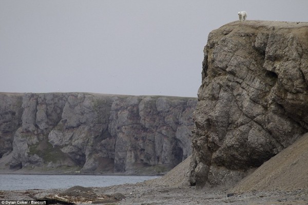 Remote: The polar bear before making his daring descent on one of the rocky Ostrova Oranskie islands