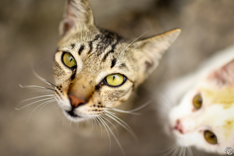 猫的语
