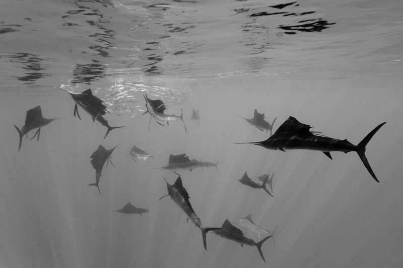 (2nd Prize Nature Single) Reinhard Dirscherl, Germany, for Mare magazine  