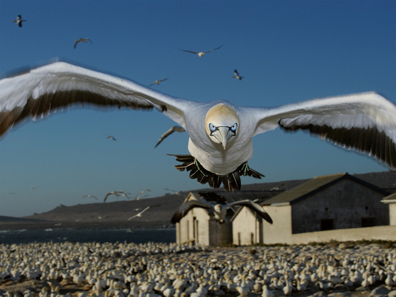 (1st Prize Nature Single) Thomas P. Peschak, Germany/South Africa, Save Our Seas Foundation 