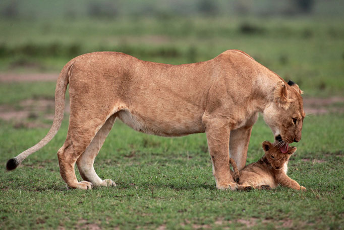 motherly love: The mother gives her son a lick to say that all is well in the pride following the drama (photo by Jean-Francois Largot)