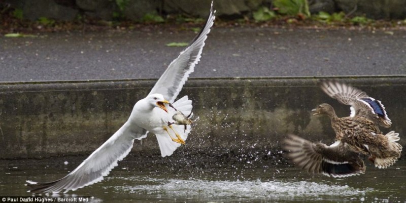 Foiled: The seagull scoops the chick out of the water, but drops it when the mother swoops in