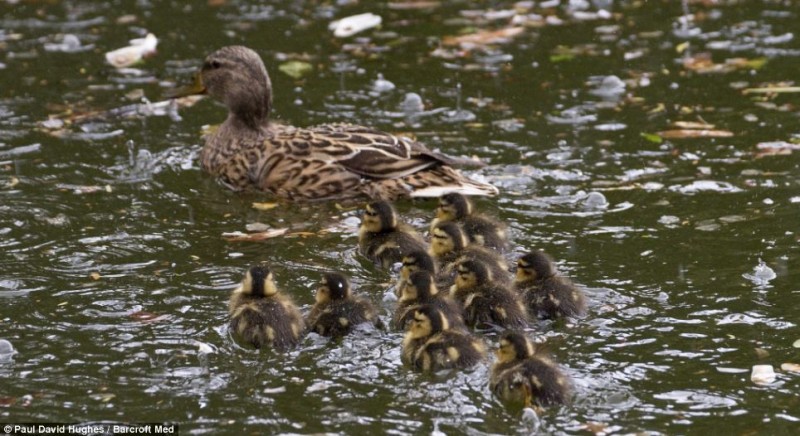 Happy family: The ducklings with their protective mother