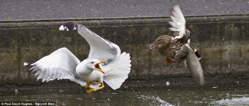 Brave: The fearless mother is not deterred by the seagull's size advantage