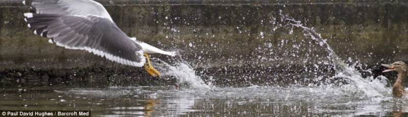 Taking flight: The seagull is in no mood to hang around