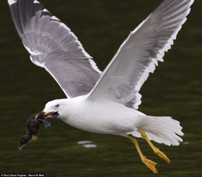 Murder most fowl: The seagull successfully securing a first course