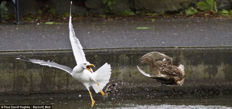 In a flap: The angry mother proved she was no sitting duck and chased the attacker away