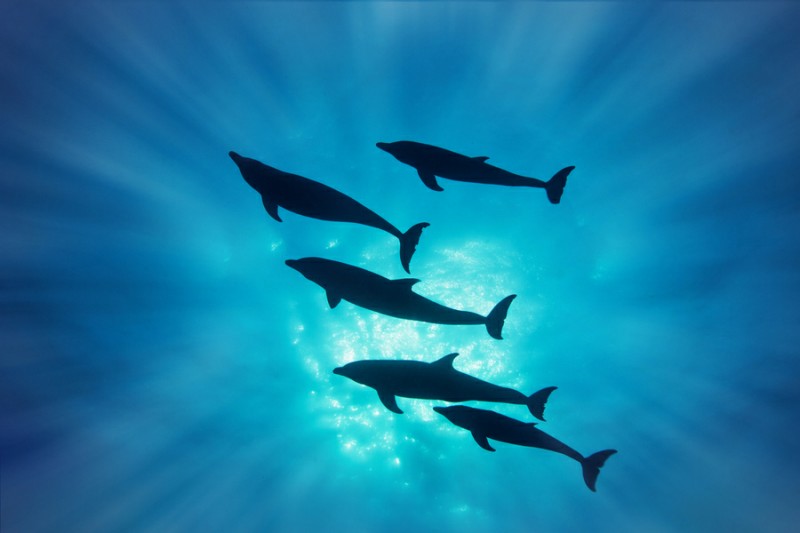 Pod of dolphins (image by Tony Rath)