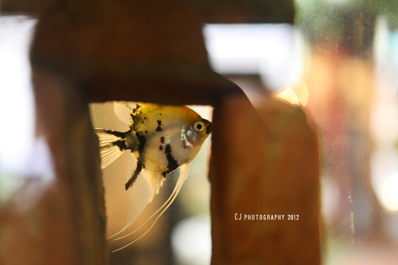 angel fish of Baboon House
