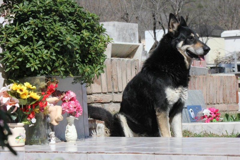 Loyal: Capitan has not left the side of Miguel Guzman's grave since 2006 - and sleeps on top of it every night 