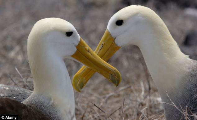 Mates for life: In spite of long distance flights, albatrosses always return to breed with the same partners 