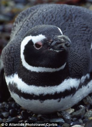 Loving: A Magellanic penguin stays loyal to the same mate, in spite of long periods apart  