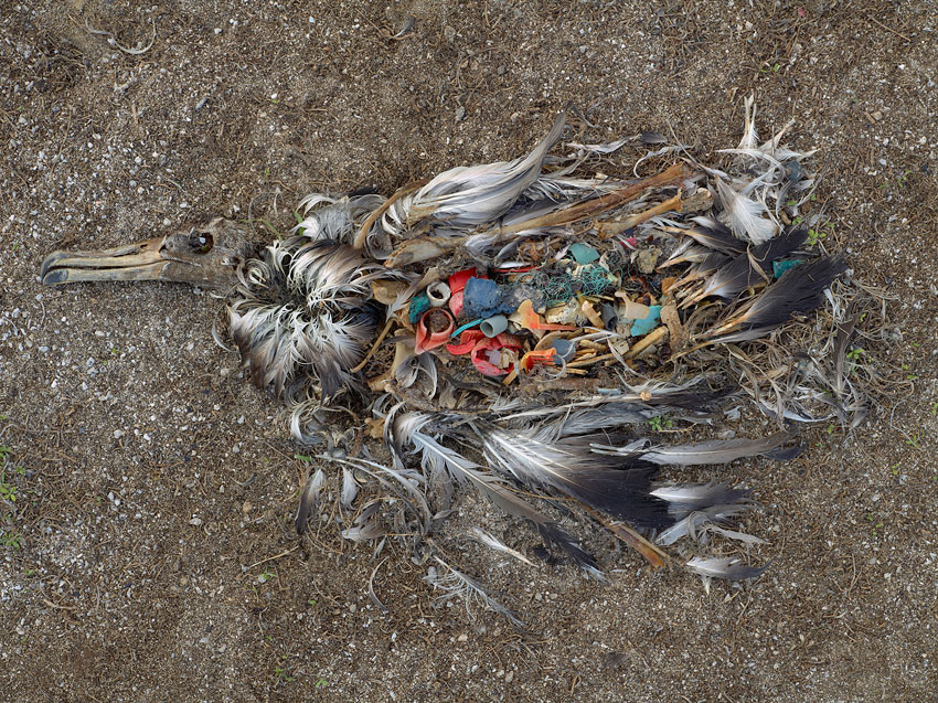 Chris Jordan's photographs of bird carcass with stomach full of plastic.