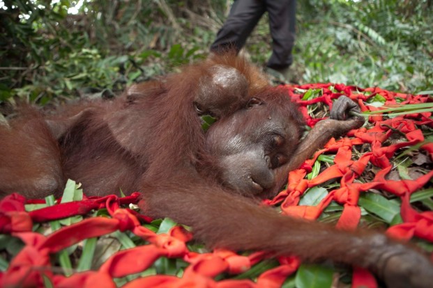 Starving orangutan, Indonesian Borneo (image: IAR Indonesia)