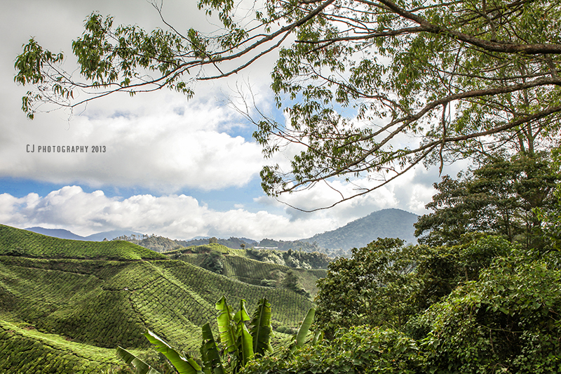 view of Boh Tea Plantations, Cameron Highlands