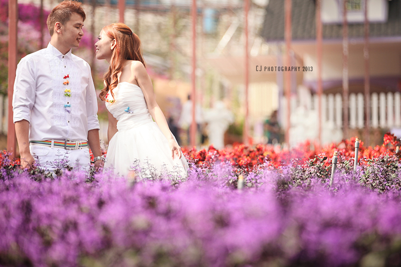 Lavender Garden, Cameron Highlands prewedding