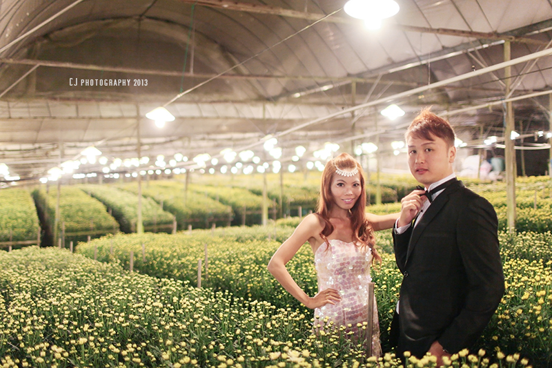 Chrysanthemum Farm in Cameron Highlands prewedding