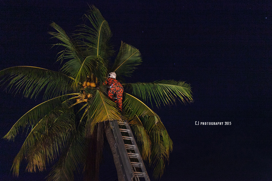 One of the fire fighters climbed up the 20-feet coconut to bring down the little kitten. 