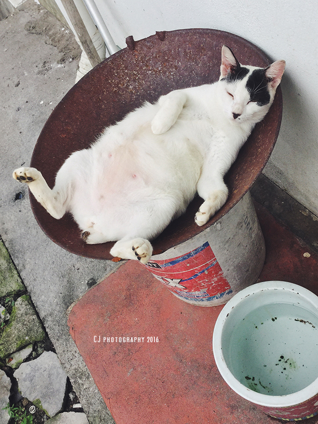 Resting cat (iPhonegraphy)