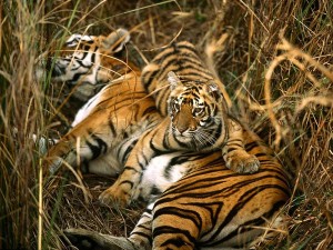 A mother Bengal tiger and her cub rest in the tall grass of a meadow. Tiger cubs remain with their mothers for two to three years before dispersing to find their own territory. Photography by Michael Nichols.