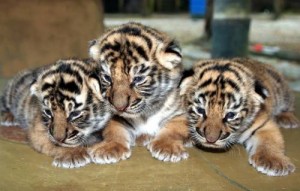 3只可爱的马来亚小老虎，迫不及待的睁开眼睛看看这个花花世界。