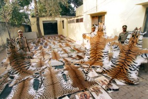 Tiger Poaching Ring Busted by Indian Police. Photo from http://current.com