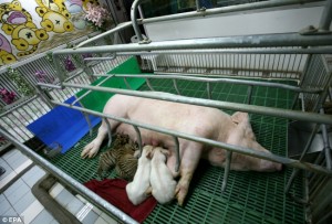 Suppertime: Two tiger cubs and two piglets feed off a resting sow in its feeding pen (photo from http://www.dailymail.co.uk/)