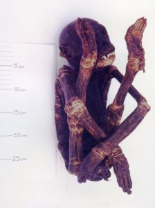 Chimpanzee infant's mummified body shortly after it was released by its mother (Credit: Tatyana Humle)