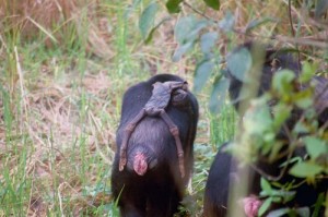 Chimpanzees go through this adjustment period in a very literal way, by continuing to provide care for their deceased infants. (Credit: Tatyana Humle)