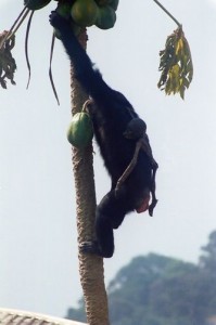 Chimpanzee mother climbs a tree for food, with her mummified infant's body still in tow (Credit: Tatyana Humle)