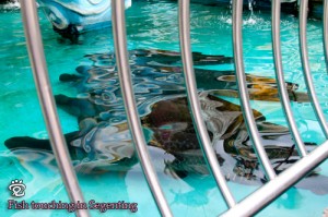 The arapaima fishes were posing in a line