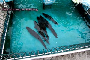 What a fantastic view of the arapaima fishes queueing in a line