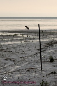 A kingfisher spotted at the seaside