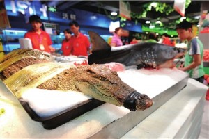 出售的活鳄鱼和鲨鱼。(实习记者杨天啸摄)