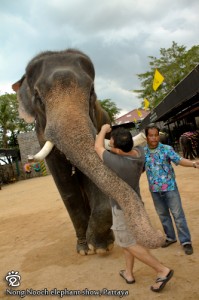 Wee-Peng vs the mighty elephant