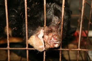 很多黑熊有严重的刻板行为，开始噬咬铁栏杆。刻板行为严重时，甚至噬咬自己的前掌