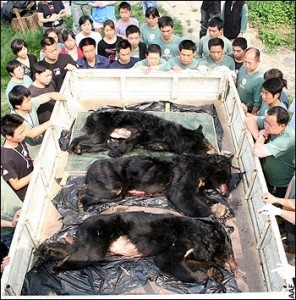 Citizens in China rescue bears from a bear bile farm (photo from http://endbearbilefarming.blogspot.com/)